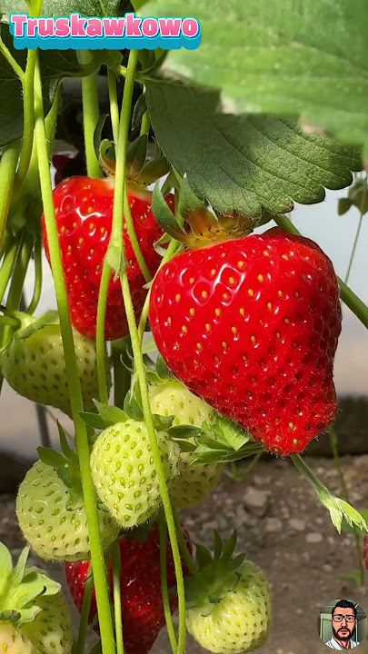 TRUSKAWKOWO 🍓🍓🍓