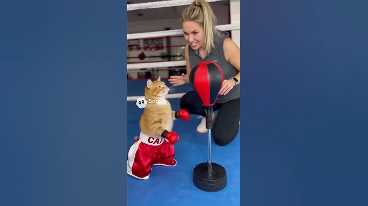 Video 11430891: cat funnycats, hilarious cat, wild cat, training, funny cat