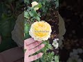 Беатрис Дэвид Остин (Beatrice David Austin Roses) https://rose-bushes.ru/