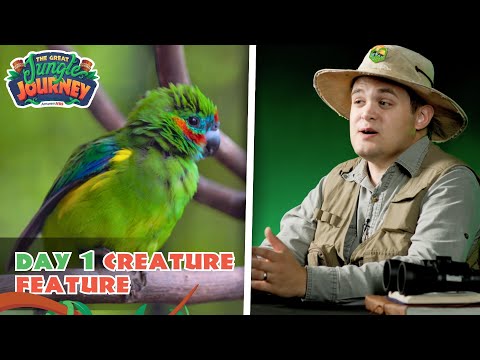 Fascinating Fig Parrot! Creature Feature: Day 1 | The Great Jungle Journey VBS