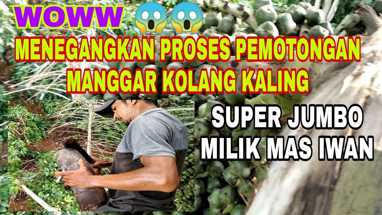 pemotongan manggar kolang kaling jumbo