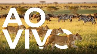 Ao Vivo frica Selvagem  Maratona 24h O Ciclo Da Morte E A Batalha Sangrenta Dos Predadores 