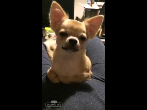 チワワの銀さん香箱座り おしゃべりペット Youtube チワワの銀さん香箱座り おしゃべりペット Youtube