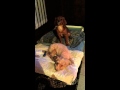 Sherlock the Cavapoo wants to have sex with Elvis the Maltipoo... 🐾🐾🐾 Sherlock the Cavapoo wants to have sex with Elvis the Maltipoo... 🐾🐾🐾
