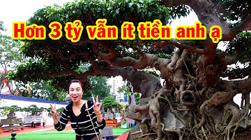 Không ngờ phụ nữ lại biết nhiều về cây như vậy, triển lãm cây cảnh nghệ thuật, sanh nam điền tiền tỷ
