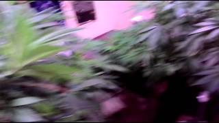 63 days from female seed attitude seed bank, (