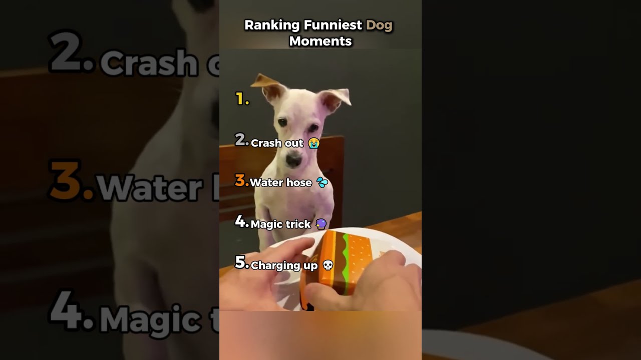Ranking Funniest Dog Moments 