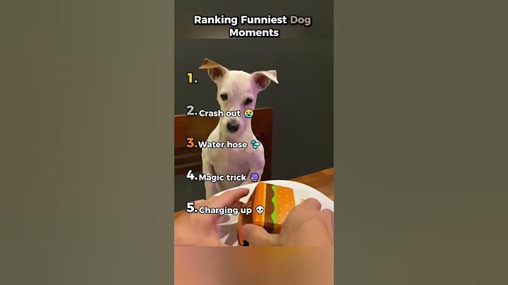 Ranking Funniest Dog Moments 😂