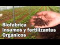 BIOFERTILIZANTES Y BIOINSUMOS AGRICULTURA ORGÁNICA