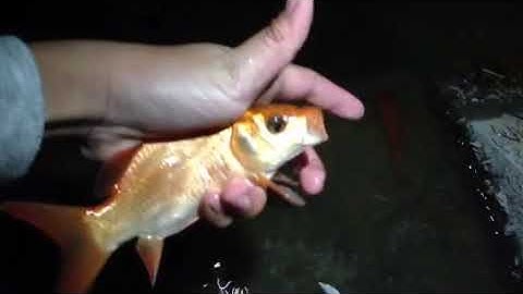 Phóng sinh 30 con cá vàng ngày ông công ông táo