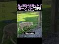 史上最強の無害なヤギモーメントTOP5