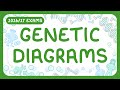 Genetic Diagrams and Punnett Squares Quiz