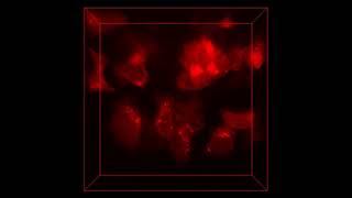 Live Cell Imaging Video