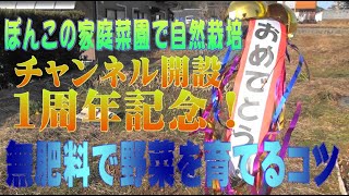 無肥料で野菜を育てるコツ！ぽんこの家庭菜園で自然栽培１周年記念です。下仁田ネギの収穫や、大浦太ごぼう、そら豆の様子。世代のつなぎ方などを紹介しています。無肥料無農薬無堆肥で野菜を育てています。