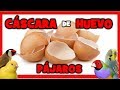 CASCARA DE HUEVO para CANARIOS y PAJAROS EXOTICOS 🐤 CALCIO CASERO para PAJAROS