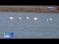 Фламинго прилетели зимовать в Крым