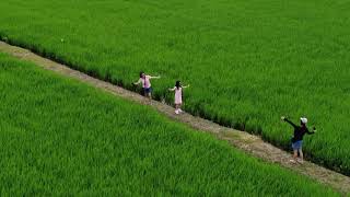 Flying Around Perlis Paddy Field 