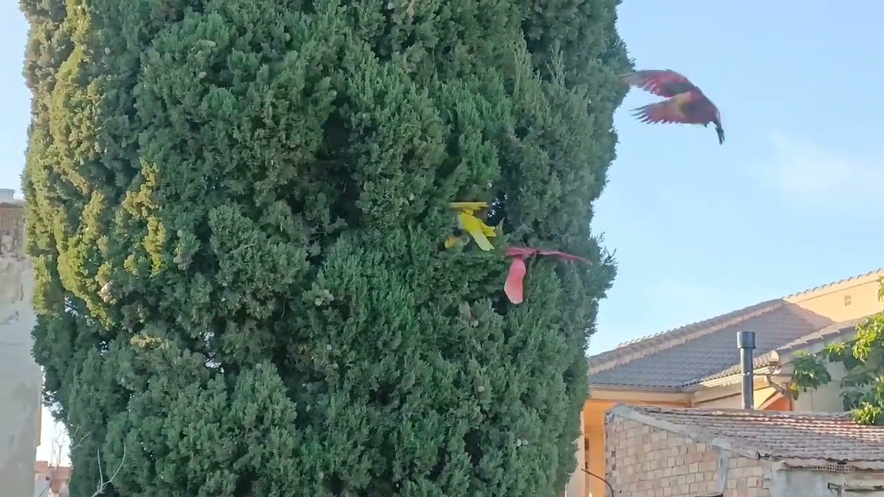 3°Prba.Gran Concurso Palomos Deportivos Los Torraos -Ceuti -Murcia 🕊️ Mg La Picola Bartolo  16-5-24.