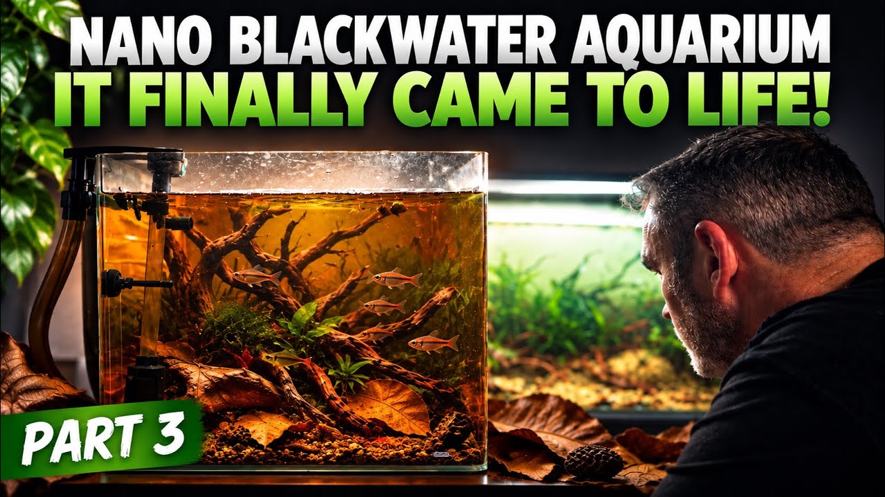 Nano Backwater Biotope Part 3 | Adding Two Spot Rasbora & Final Reveal ...