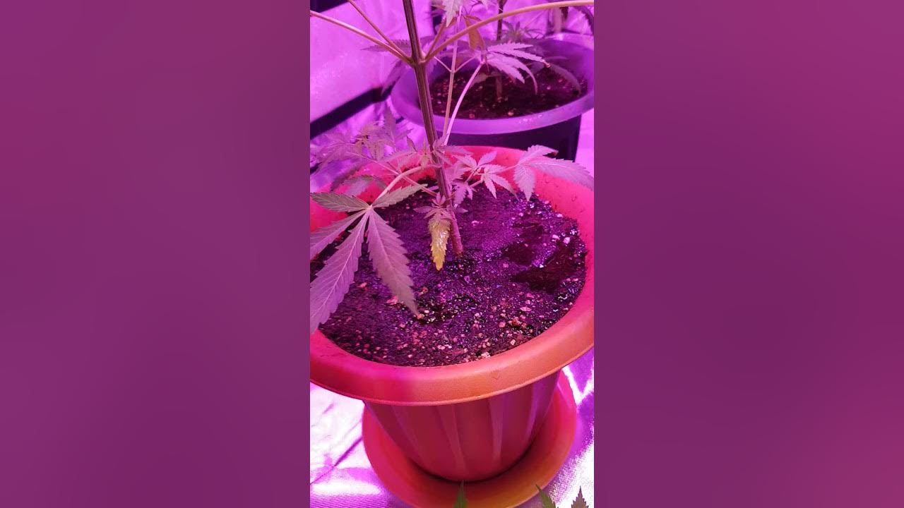 Hanf grower tv Amnesia haze femeniziert gießen mit Dünger und besprühen indoor grow German