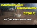 KUCING K4WIN TERLAMA ! - TEDJO  SI KUCING DOYAN K4WIN (VIDEO LUCU KUCING) THE LONGEST CAT MATE!