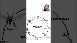 Life cycle of mosquito#biomindscape #neetbiology