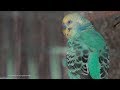 Parakeet Sounds Few Hours Before Sunset - September-2-2019 P2