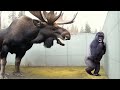 40 Animals Messing With The Wrong Opponent!