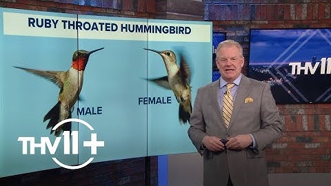 The return of the Ruby-throated Hummingbirds | THV11+