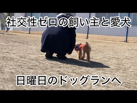 ドキドキ！日曜日のドッグランへ行ったら愛犬の成長に感動　トイプードル／パート主婦／ドッグラン