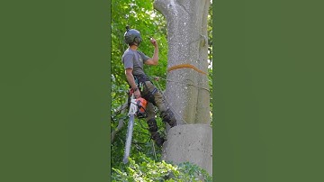Tree work audio only. Beech removal. #treework #crane #chainsaw #arborist