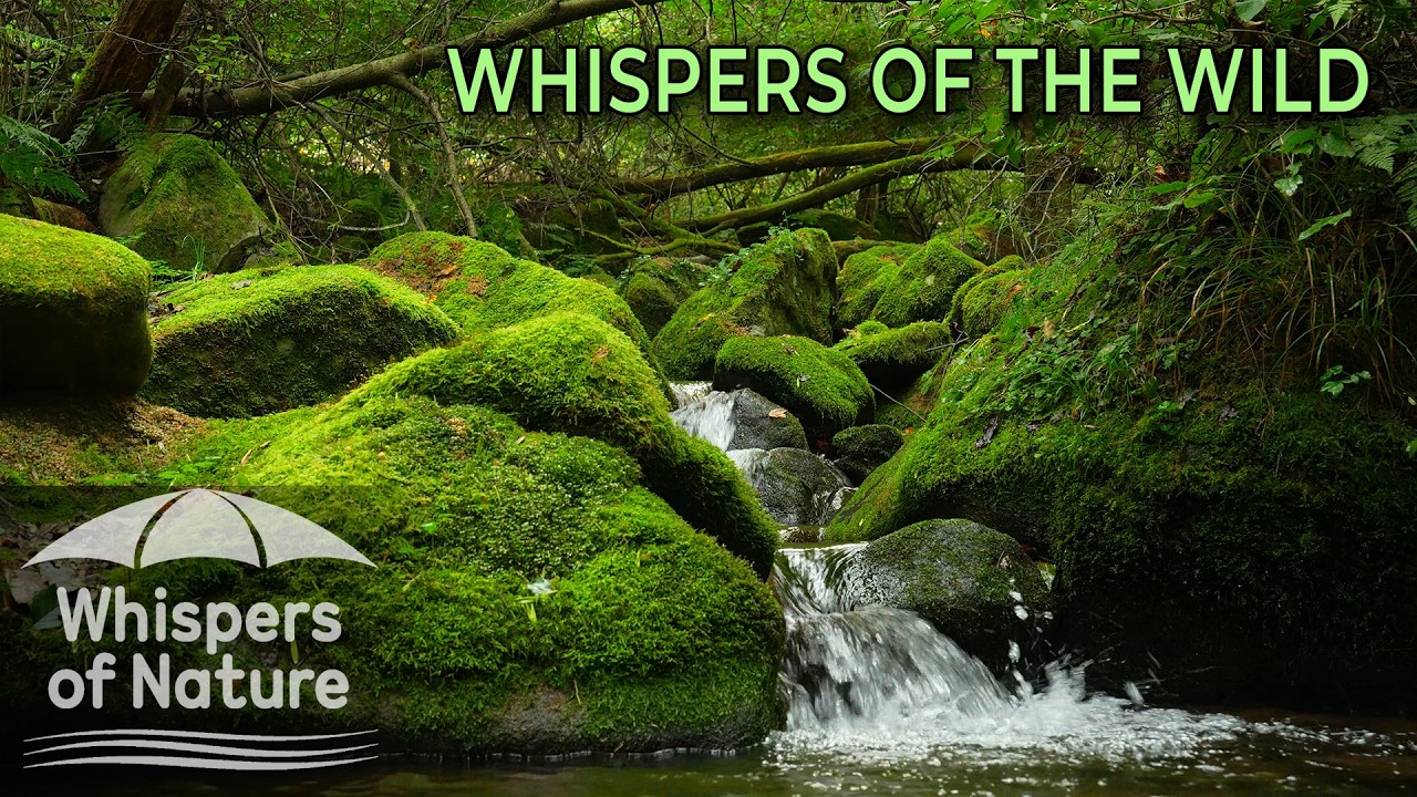 🌿 [ASMR] Секретный ручей в лесу | 8 часов звуков природы для глубокого сна, медитации и учебы