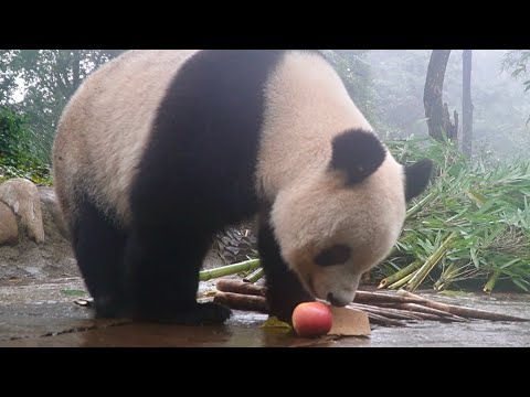 雅安碧峰峡大熊猫基地限定 シャンシャン ブロマイドセット　30枚セット 雅安碧峰峡大熊猫基地限定 シャンシャン ブロマイドセット 30枚