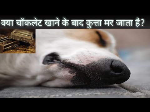 वीडियो: क्या कुत्ते चॉकलेट खा सकते हैं? क्या चॉकलेट खाने से कुत्ते मर सकते हैं?