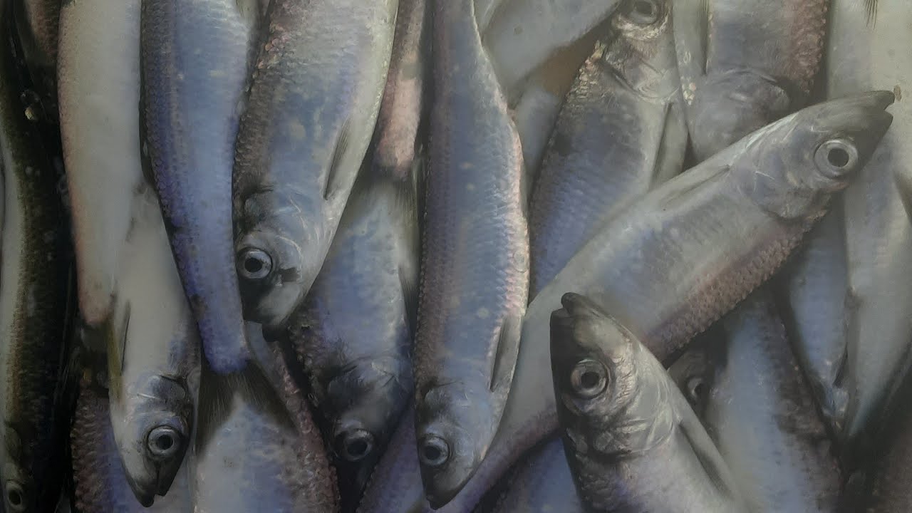 Preservation Tips for Freezing Herring to be used for Bait