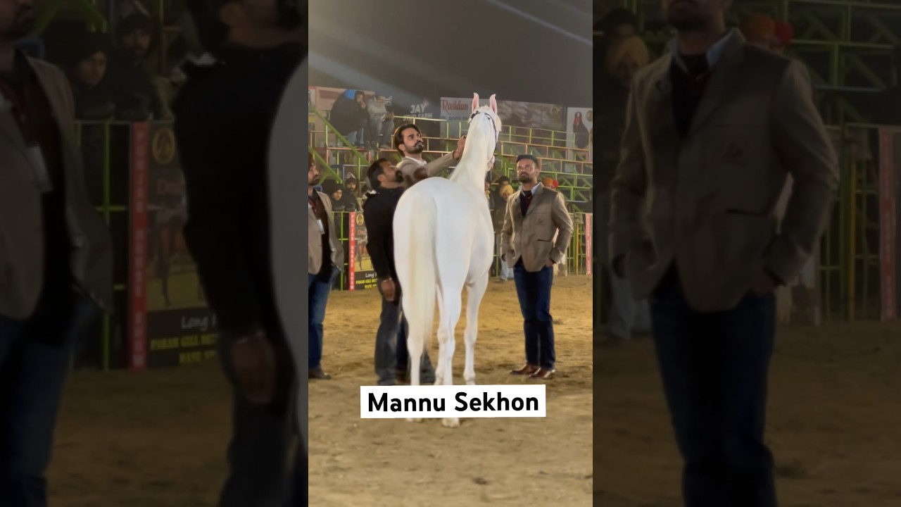 Manu Sekhon Baba Stud Farm ✌️Judge in Mukatsar Sahib in Horse Show 