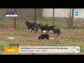 Глутница кучета държи цяло село под обсада - Здравей, България (26.02.2018г.)