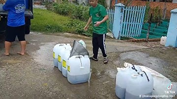 TRẠI CÁ GIỐNG ÚT ME, TAM NÔNG, ĐỒNG THÁP 0909 77 05 09, CÁ LÓC, CÁ HÔ, CÁ ÉT, CÁ TAI TƯỢNG, CÁ GIỐNG