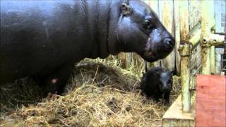 Baby pygmy hippo born at Marwell Zoo