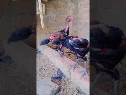 ผลสลากกินแบ่งรัฐบาล วันที่ 1 พย. 2567