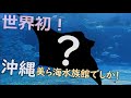 【巨大】世界で一番大きなエイの仲間が美ら海へ!?
