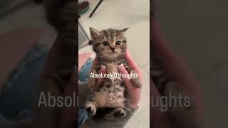 this cute kitten has 0 thoughts in his head 😭 #shorts #kitten #cat