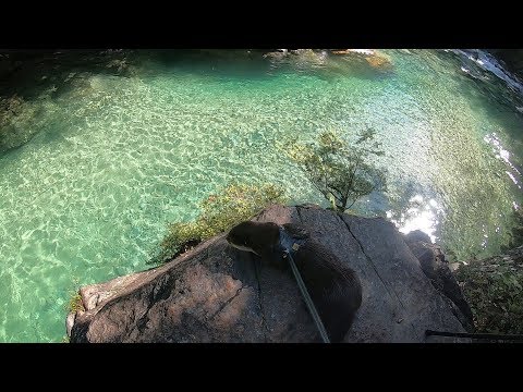 Looking for a beautiful river that I have never seen [Otter life