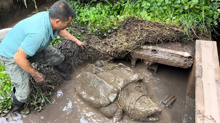 把30斤的鳄龟和鱼混养在一起，一年后放干水一看，结果真是惊喜 - 天天要闻