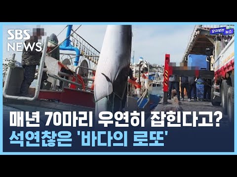&amp;#39;먹방&amp;#39;까지 등장한 <strong>밍크고래</strong>..&amp;quot;우연 가장한 혼획?&amp;quot; / SBS / 모아보는 뉴스