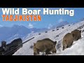 Wild Boar Attila Keiler Hunting with ski in Tadjikistan / 2019 (Chasse Sanglier Attila)