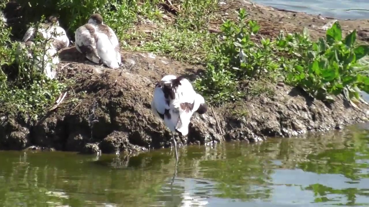 watershed Avocet Bird Sleeping Worcestershire Wildlife Trust