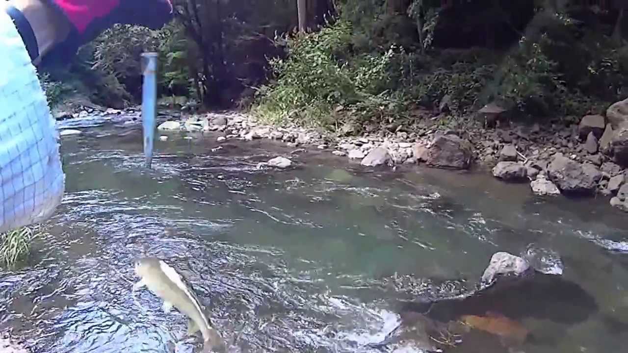 鮎ルアー釣果 h25ダイジェスト編 Youtube 鮎ルアー釣果 h25ダイジェスト編 Youtube