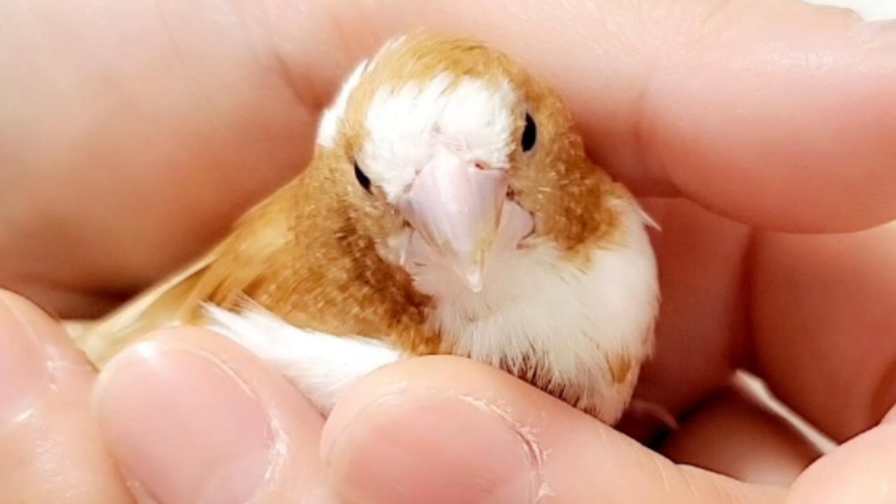 ご報告 月美のこと 十姉妹 ジュウシマツ Pinohana Youtube