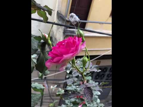 Video Hoa hồng sheherazad & Flamingo & Beatrice - youtube